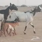 ماعز جنوبيات متاويم للبيع