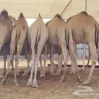قعدان صومالية مرابي للولائم والمناسبات وحفلات الزواج