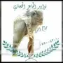 جفرتين وتيس هولنديات 