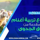 دراسة جدوى مشروع تربية أغنام
