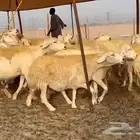 ما شاءالله وتبارك الله أعرض لكم غنم حريات دفيع