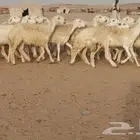 خال مقاني صنف الصنف 60 راس