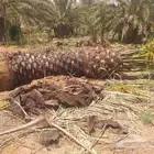 مقاول أشجار توريد ورزاعه