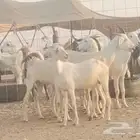 جفار بيشيات دفيع العدد 7 روس