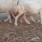 حريات دفيع