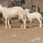 نعجة حرية خلفة للبيع ضان حريات