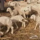 غنم حريات لليع