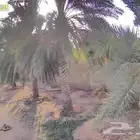نخل طوال للبيع