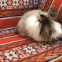 ارانب زينة- تيدي بير اناقورا