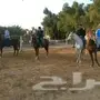   تدريب على ركوب الخيل