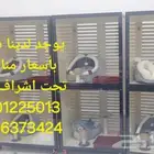 فندقة قطط وحيوانات اليفة