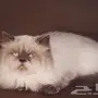 قط هملايا بيكي فيس ب250