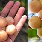 شجرة البمبر