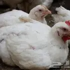 مطلوب دجاج لاحم من مسوق للشركات يكون عدد كبير