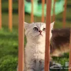 للبيع قط سكوتش فولد ستريت