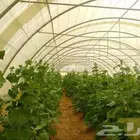 بيوت محمية وصالات زراعه وجميع مستلزماتها