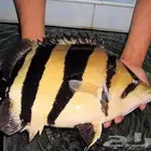 سمك زينة كبير نادر نهري