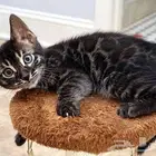 قطط بنغال بلاك لون مميز للبيع متبقي ذكر واحد شهرين