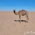 بكره مهجنه للبيع تبوك