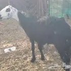 نعجتنين نجد