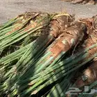 عجوة المدينه ومجدول وصقعي ورثانه وعنبر