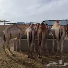 قعدان صومالية فاخرة تربية في مزارعنا