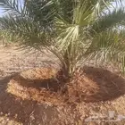 نقوم بجميع اشغال النخيل قلع غرس توريد تكريب تحويض تنضيف