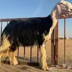 فحل نجدي مشروط الصحة والنسف