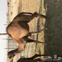 قعود للبيع 