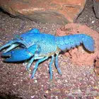 استكوزا نهري للبيع