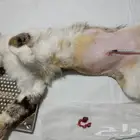 عياده بيطريه متنقله