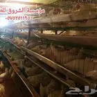 بطاريات دجاج بياض