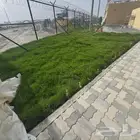 عشب طبيعي وزراعه اشجار