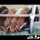 ازولا علف للدواجن والأغنام والطيور شبة مجاني