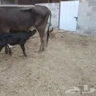 بقرة هولندية مع عجل