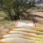 لقاح نخل نخيل فحال بار (بودره) الاحساء