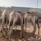 قعدان صومالي