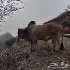 ثور بلدي للبيع