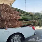 نخل للبيع جميع انواعه