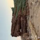 يوجد لدينا جميع انواع انخيل