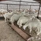 طليان جذعان