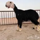 رخال نجد مقنوي طيبات.