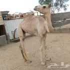 حاشي للبيع