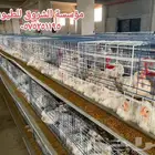 بطاريات دجاج لاحم
