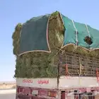 برسيم القصيم صافي وناعم وشد طيب خالي رطوبه