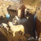 غنم للبيع بمدينة تنومة