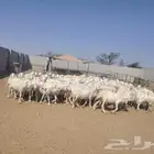 غنم حرش