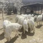 طليان ضحايا