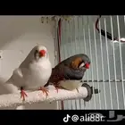 محميه زيبرا 17 زوج تربيه جماعيه