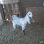 للبيع جفره هولنديه